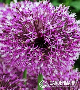 Zierlauch Allium Early Emperor1 St.