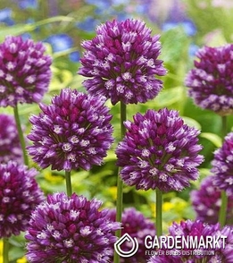 Zierlauch Allium Rotundum 3 St.