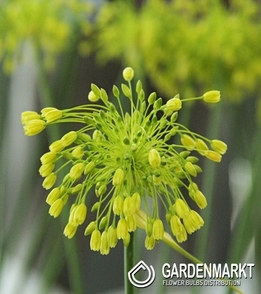 Zierlauch Allium Yellow Fantasy 3 St.