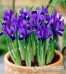 Holländische Iris Blue Magic 10 St.