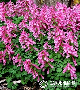 Corydalis - Kokorycz Beth Evans 5 St.