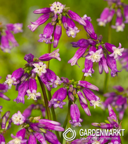 Dichelostemma Pink Diamond 5 St.