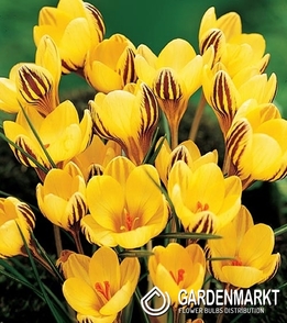 Frühlings Krokus Early Gold 10 St.