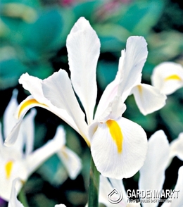 Holländische Iris White Excelsior 10 St.