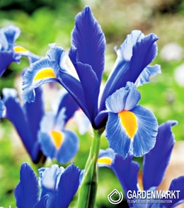 Holländische Iris Saphire Beauty 10 St.