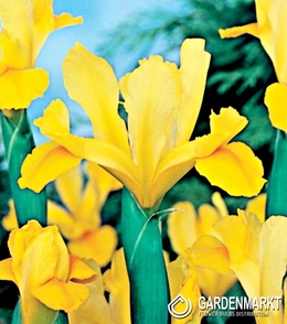 Holländische Iris Golden Harvest 10 St.