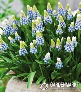 Muscari Aqua Magic 10 St.