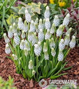 Muscari Esther 10 St.