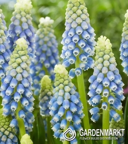 Muscari Julia 10 St.