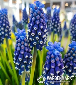 Muscari Night Eyes 10 St.