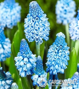 Muscari Azureum 10 St.