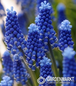 Muscari Super Star 10 St.