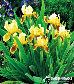 Iris Pumila Ritz 1 St.