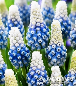 Muscari Mountain Lady 10 St.