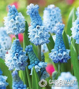 Muscari Atlantic 10 St.