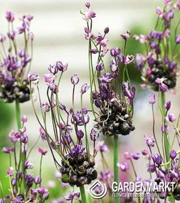 Zierlauch Allium Scorodoprasum Art. 10 St.