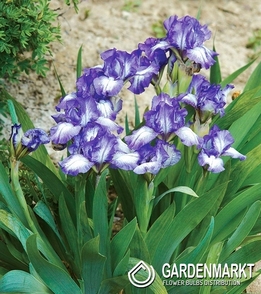 Iris Pumila Petit Polka 1 St.