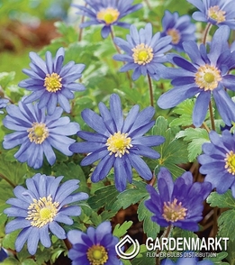 Anemone Blanda Blue Shades 10 St.