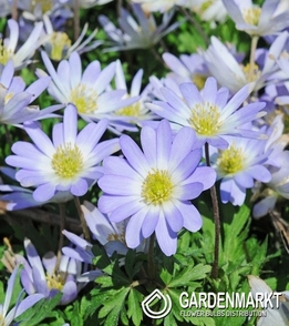 Anemone Blue Splendour 10 St.