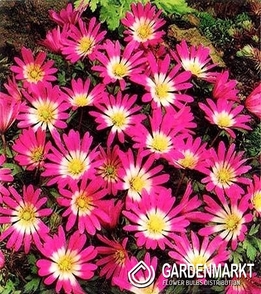 Anemone Rosea 10 St.