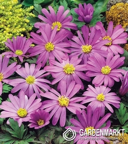 Anemone Violet Star 10 St.