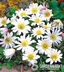 Anemone White Splendour 10 St.