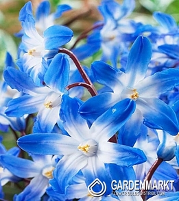 Chionodoxa Luciliae - Blue Giant 10 St.