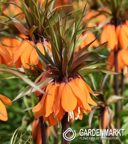 Kaiserkrone Fritillaria Sunset 1 St.