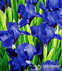 Iris Pumila Little Saphire 1 St.