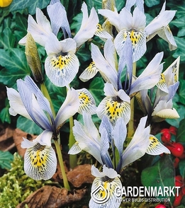Zwergiris Iris Reticulata Katharine Hodgkin 5 St.
