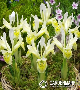 Zwergiris Iris Reticulata Katharines Gold 5 St.