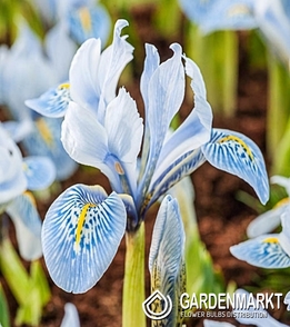 Zwergiris Iris Reticulata Sheila Ann Germany 5 St.