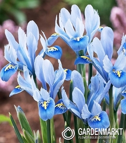 Zwergiris Iris Reticulata Alida 10 St.