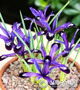 Zwergiris Iris Reticulata Blue Note 10 St.
