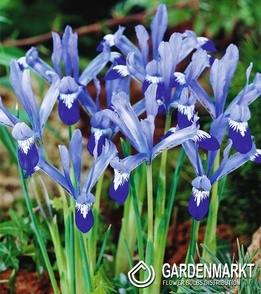 Zwergiris Iris Reticulata Clairette 10 St.