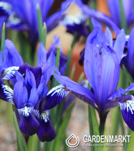 Zwergiris Iris Reticulata Fabiola 10 St.