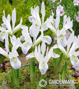 Zwergiris Iris Reticulata Polar Ice 5 St.