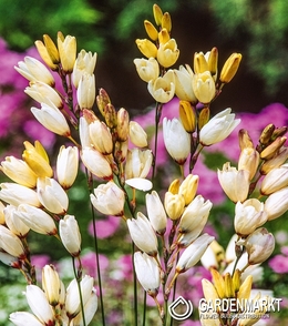 Ixia Marquette 10 St.
