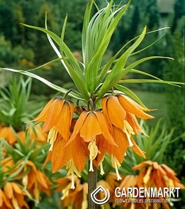 Kaiserkrone Fritillaria Plorifera 1 St.