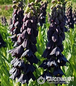 Kaiserkrone Fritillaria Twin Towers Tribute 1 St.