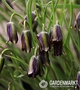 Kaiserkrone Fritillaria Elwessi 3 St.