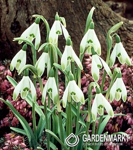 Schneeglöckchen Galanthus Viridi-apice 3 St.