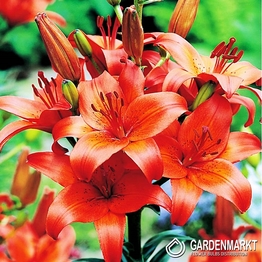 Asiatische Lilie Orange 1 St.