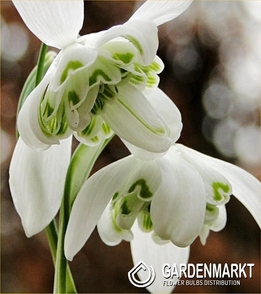 Schneeglöckchen Galanthus Dionysus 3 St.