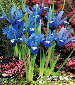 Iris Reticulata Blue Hill 10 St.