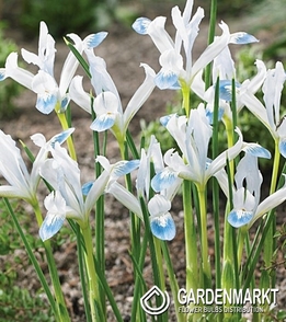 Iris Reticulata Frozen Planet 5 St.