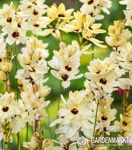 Ixia Hogarth 10 St.