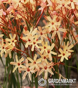 Ixia Paniculata Eos 10 St.