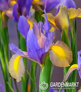 Holländische Iris Mystic Beauty 10 St.