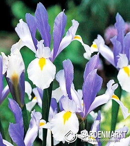 Holländische Iris Silver Beauty 10 St.
